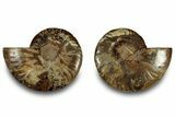 Cut & Polished, Agatized Ammonite Fossil - Madagascar #323355-1